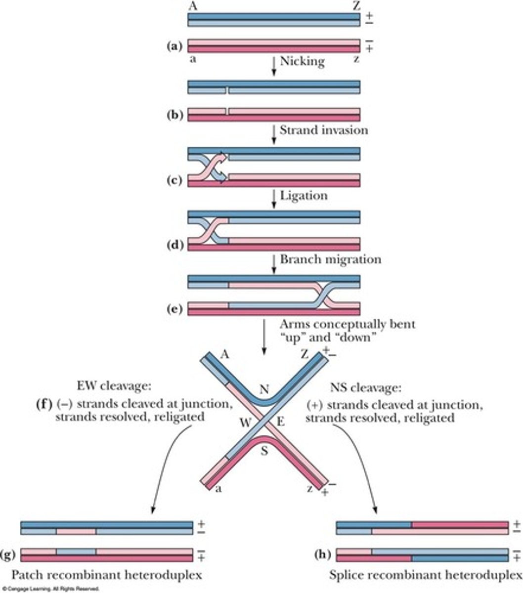 <p>A model that describes the mechanism of homologous recombination.</p><p>1. 2 helixes are nicked identical places and one stranded segment of each invades other</p><p>2. Segment when connected to opposite helix create heteroduplexes, create larger hetero segments by migrating down branch</p><p>3. Intangled DNA is resoved by another nick in both helixes allowing the two changed helixes to separate (2 ways)</p><p>- Horizontal cut = 2 heteroduplexes &amp; no recombinants</p><p>- Vertical cut (involving a 180 degree rotation) creates a 4-way intersection that when cut vertically = 2 heteroduplexes &amp; recombinant</p>