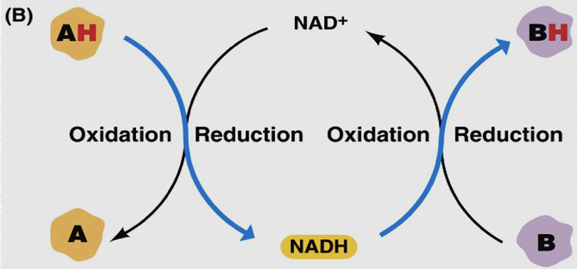 <p><span style="font-family: &quot;Open Sans&quot;;">Reduction of NAD<sup>+</sup> is highly <strong>endergonic:</strong></span></p><p style="text-align: center;"><span style="font-family: &quot;Open Sans&quot;;">NAD<sup>+</sup> + H<sup>+</sup> + 2e<sup>– </sup>⇌ NADH</span></p><p style="text-align: left;"><span style="font-family: &quot;Open Sans&quot;;">Oxidation of NADH is highly <strong>exergonic:</strong></span></p><p style="text-align: center;"><span style="font-family: &quot;Open Sans&quot;;">NADH + ½ O<sub>2</sub> ⇌ NAD<sup>+</sup> + H<sub>2</sub>O</span></p>