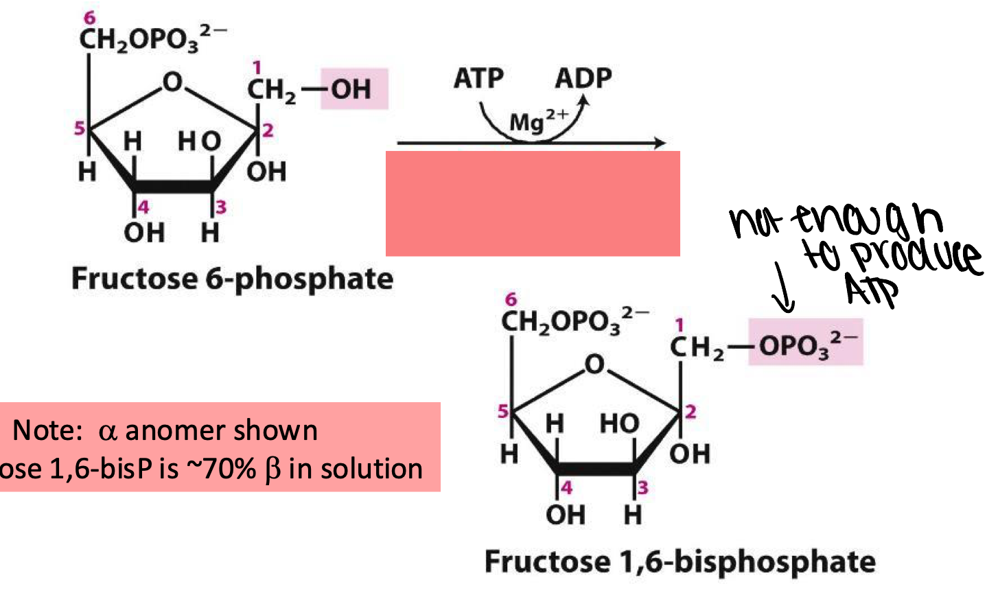 <p>enzyme catalyzes the first committed step in the glycolytic pathway</p>