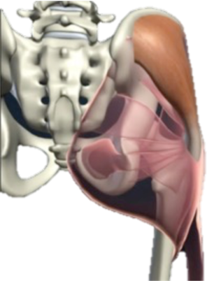 <p>What muscle is this?</p>