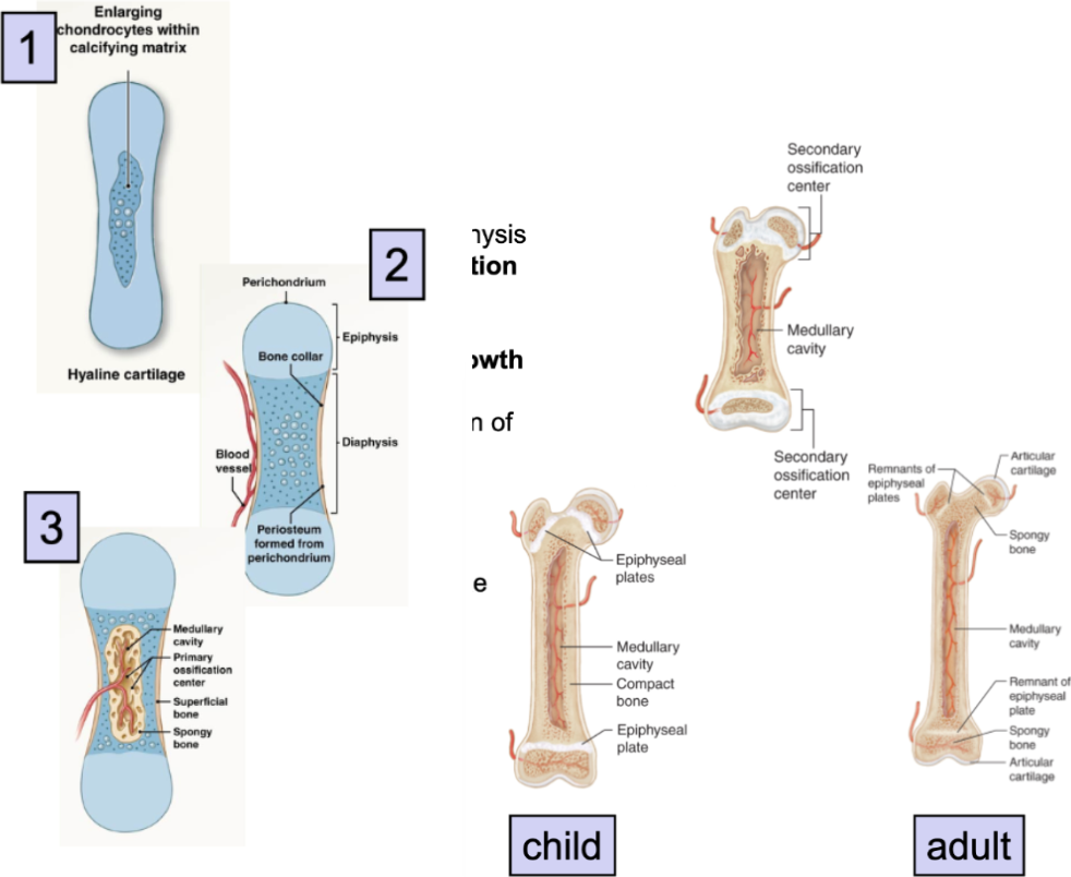 <ol><li><p>formation of hyaline cartilage models</p></li></ol><ul><li><p>mesenchymal cells cluster → develop&nbsp;into <strong>chondroblasts</strong></p></li><li><p>chondroblasts (immature cartilage cells) produce hyaline cartilage matrix</p></li><li><p>chondrocytes enlarge and stimulate formation of calcified cartilage</p></li></ul><p></p><ol start="2"><li><p>formation of bony collar (solid bone)</p></li></ol><ul><li><p>blood vessels grow around cartilage model</p></li><li><p>outer ring of cells differentiate into → osteoblasts →</p></li><li><p>osteoblasts produce bone collar</p></li></ul><p></p><ol start="3"><li><p>Vascular Invasion (hollow out bone for medullary cavity)</p></li></ol><ul><li><p>blood vessels, osteoblasts, osteoclasts → invade center</p></li><li><p><strong>primary ossification center forms</strong></p></li><li><p>osteoblasts replace calcified cartilage → bone (solid bone)</p></li><li><p>osteoclasts eat center of bone → medullary cavity</p></li></ul><p></p><ol start="4"><li><p>Elongation (overlap with step 3)</p></li></ol><ul><li><p>blood vessels invade epiphysis → form <strong>secondary ossification centers</strong></p></li><li><p>hyaline cartilage plate at metaphysis (<strong>growth/epiphyseal plates</strong>) persists after birth&nbsp;</p><ul><li><p>allow for further bone elongation after birth&nbsp;</p></li></ul></li></ul><p></p><ol start="5"><li><p>Epiphyseal Plate ossification&nbsp;</p></li></ol><ul><li><p>post puberty, epiphyseal plate ossifies and lengthening stops → becomes epiphyseal line&nbsp;</p></li></ul><p></p>
