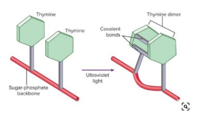 <ul><li><p><span>A covalently bonded complex of two adjacent thymines on a single strand of DNA.</span></p></li><li><p><span>Covalent.</span></p></li><li><p>Inhibits DNA replication.</p></li></ul><p></p>