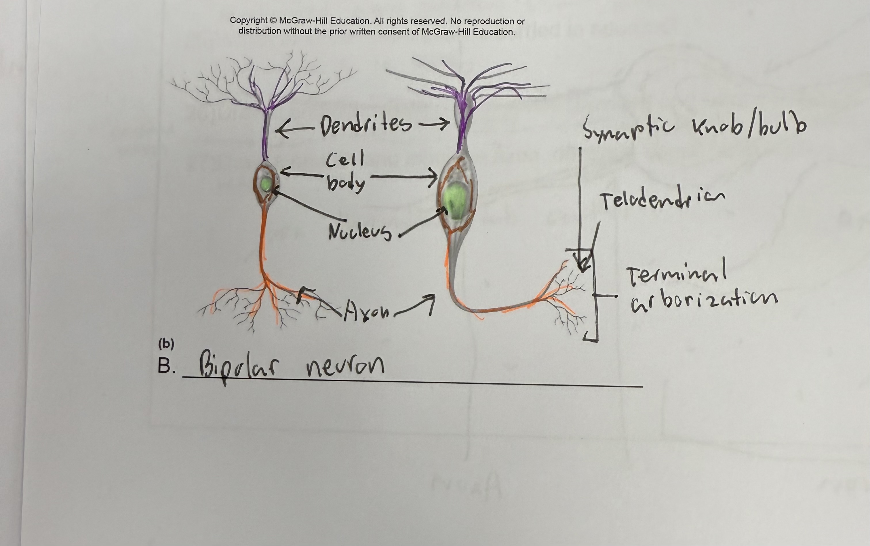 <ul><li><p>Type of neuron that clearly has two axons</p></li></ul><p></p>