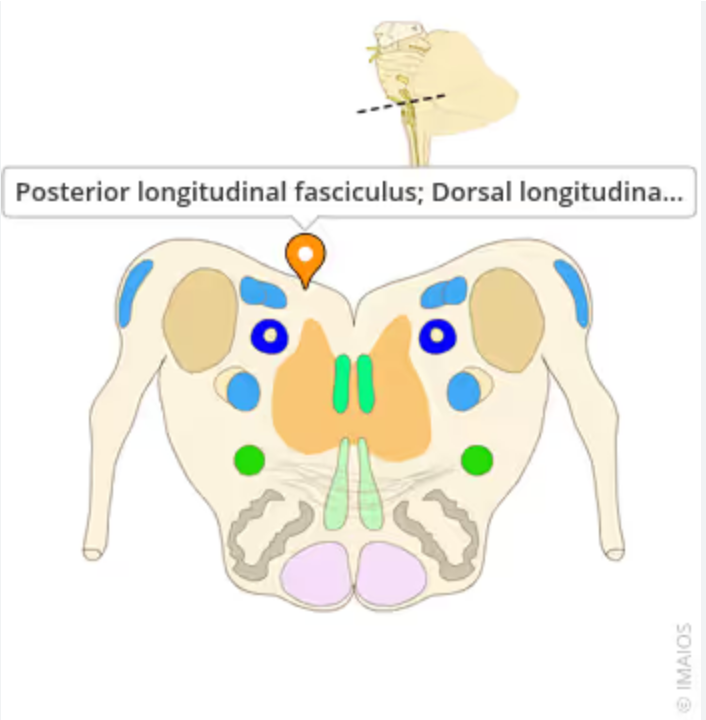 <p>Dorsal Longitudinal Fasciculus</p>