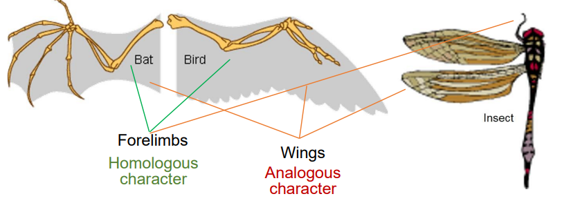 <p>Character similar function/ not common ancestry due to convergent evolution.</p>
