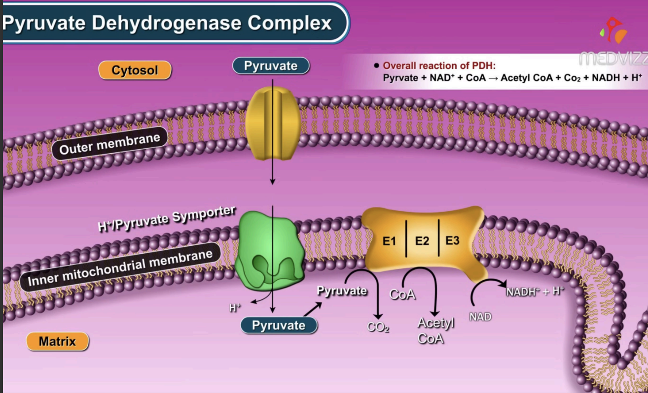 <p>pyruvate + coA + NAD+ → acetyl coA + CO2 + NADH + H+</p>