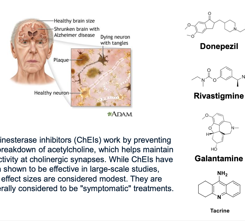 <ul><li><p>cholinesterase inhibitors (ChEIs) work by <u>preventing the breakdown of ACH</u> which helps maintain activity at cholinergic synpases</p></li><li><p>while ChEIs have been shown to be effective in large-scale studies; effect sizes are condiered modest → considered to by “symptomatic” treatments</p></li><li><p>alzheimers is characterized by low levels of ACH, serotonin, NE, dopamine and glutamate</p></li><li><p>donepezil, rivastigmine, galantamine = indirect cholinomimetics which are used to treat alzheimers; improves symptoms (do NOT prolong survival)</p></li><li><p>oxotremorine, arecoline, and xanomeline = <strong>muscarinic agonists</strong></p></li><li><p>tacrine was approved for AD but use is limited due to hepatotoxicity</p></li></ul><p></p>