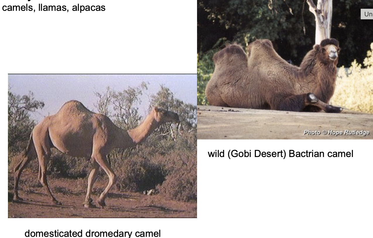 <p>Order? Family? </p>