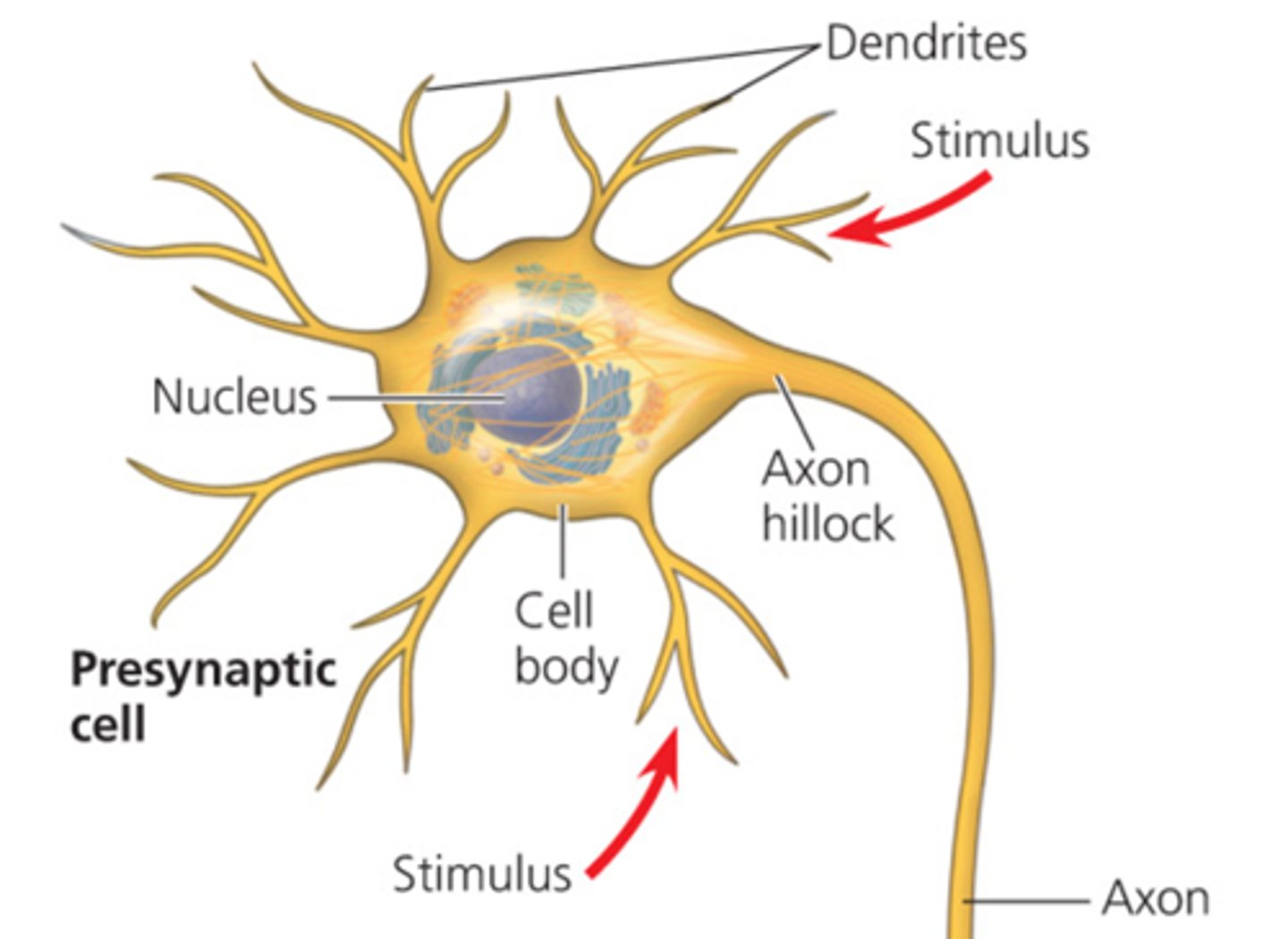 <p>Cone-shaped region of an axon where it joins the cell body.</p>