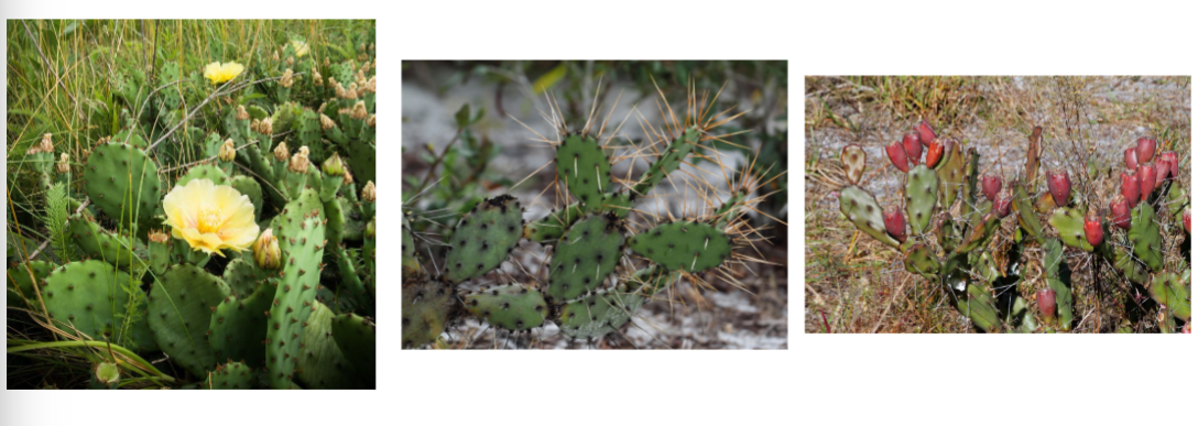 <p>prickly pear cactus, Cactaceae family</p><p>leaves modified into thorns</p><p>flat, leaflike lobes</p>