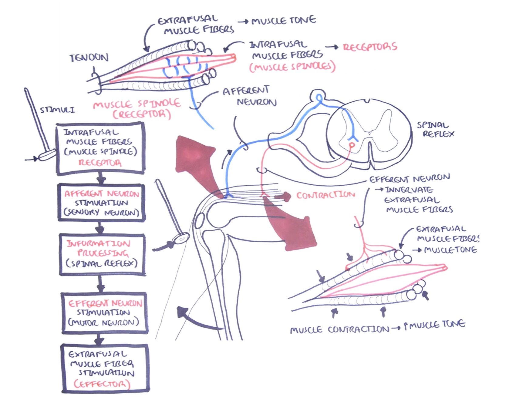 <ol><li><p>Stimuli travels to intrafusal muscle fibers, muscle spindles (<strong>receptor</strong>)</p></li><li><p><strong>Afferent neuron</strong> stimulation (sensory neuron)</p></li><li><p>Information <strong>processing</strong> (spinal reflex)</p></li><li><p><strong>Efferent neuron</strong> stimulation (motor neuron)</p></li><li><p>Extrafusal muscle fiber stimulation (<strong>effector</strong>)</p></li></ol><p></p>