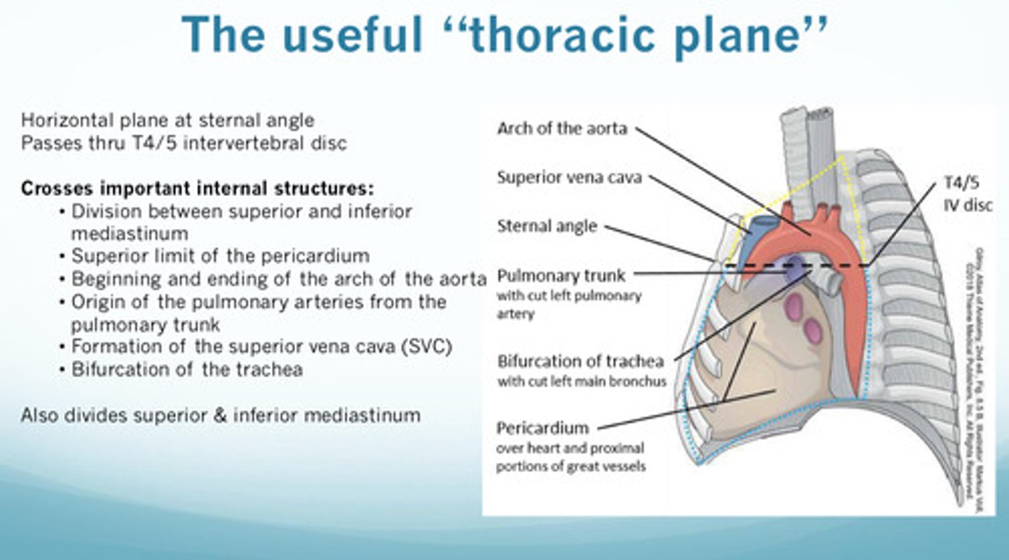 <p>1) superior limit of the pericardium</p><p>2) beginning and ending of the arch of the aorta</p><p>3) origin of the pulmonary arteries from the pulmonary trunk</p><p>4) formation of the superior vena cava (SVC)</p><p>5) bifurcation of the trachea</p>