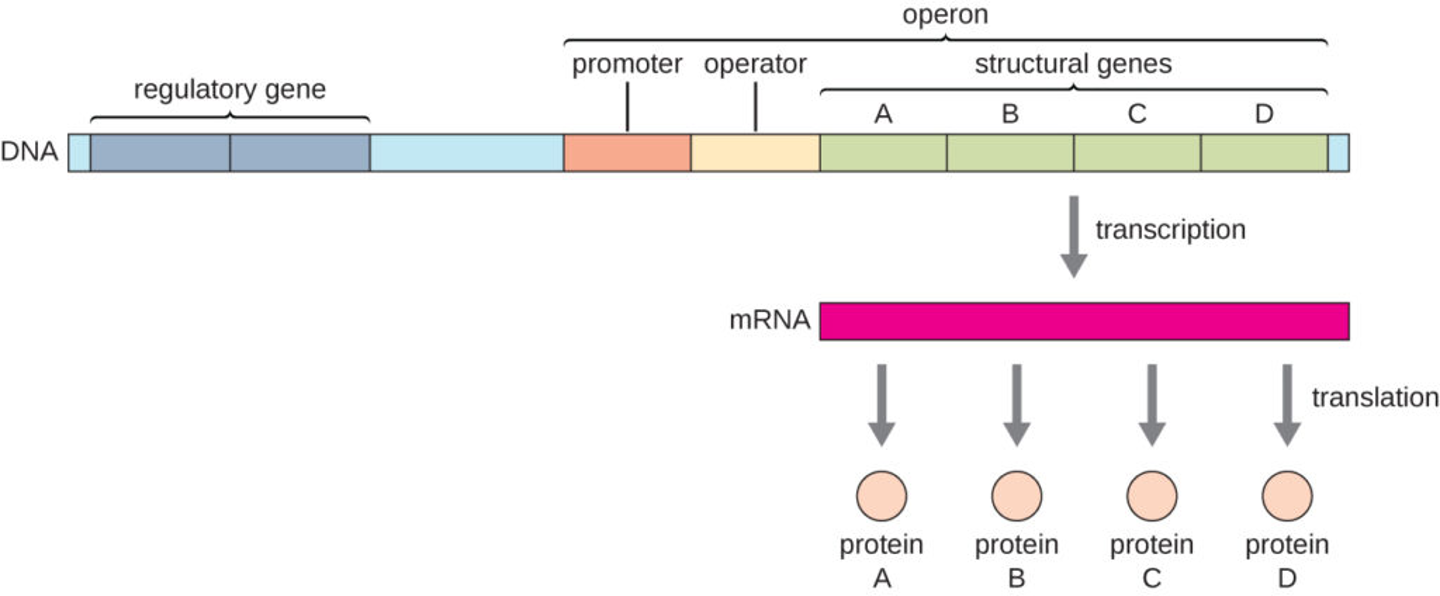 <p>operon is the entire stretch of DNA inclduing operator, promoter, and genes they control </p><p>a cluster of functionally related genes that can be coordinately controlled by a single on and off switch called operator that is within the promoter or between promoter and the enzyme coding genes. </p>