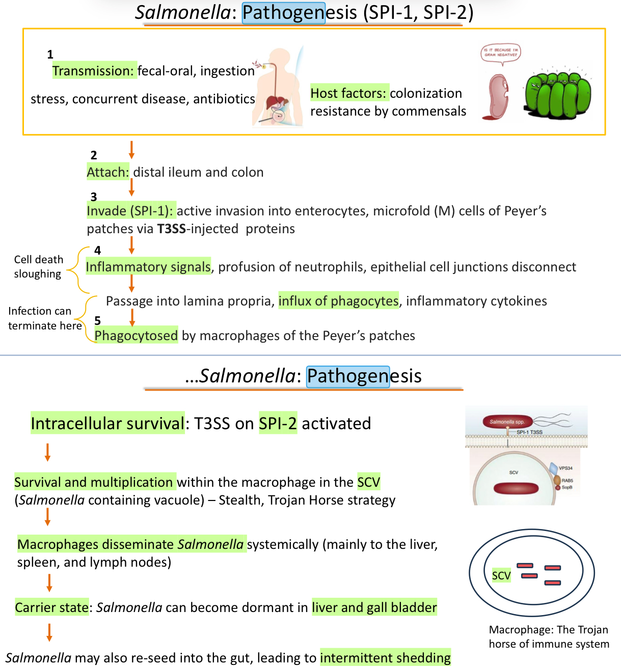knowt flashcard image