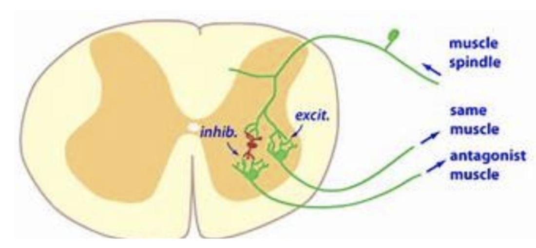 <ul><li><p>agonist is stimulated while the antagonist is simultaneously inhibited</p></li><li><p>excitatory and inhibitory interneuron activated by same afferent neuron</p></li></ul><p></p>