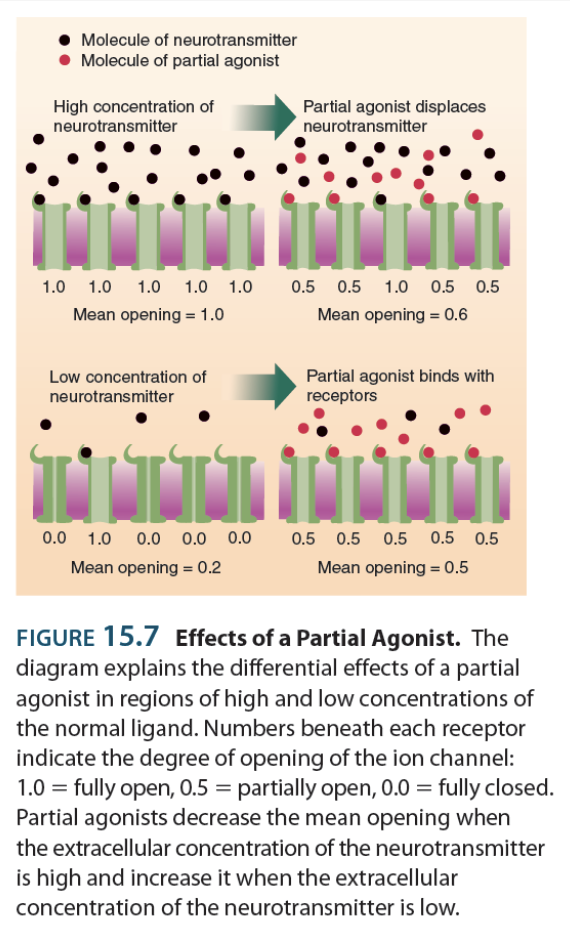 <p>→ drugs with a very high affinity for a receptor, but activates it less than the normal ligand does</p><p><u>Simultaneous balancing property</u>: </p><ul><li><p>↑ receptor activity in regions with ↓ [ ] of the ligand in question</p></li><li><p>↓ receptor activity in regions with ↑ [ ] of the ligand in question</p></li></ul><p></p>