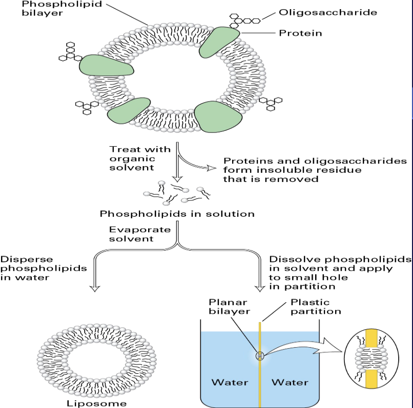 <ul><li><p><span>consists of two layers of molecules with hydrophilic (water-loving) heads facing the watery environments inside and outside the cell</span></p></li><li><p><span>while their hydrophobic (water-fearing) tails are oriented inward, creating a selective barrier</span></p></li><li><p><span> protecting the cell and regulating the passage of substances to maintain a stable internal environment</span></p></li></ul><p></p>