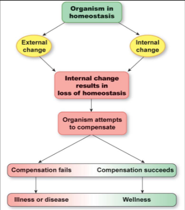 <ul><li><p>homeostasis = relatively stable condition of internal environment that results from regulatory system actions</p></li><li><p>physiology = when homeostasis is normal</p></li><li><p>pathophysiology = when homeostasis is not normal</p></li></ul><p></p>