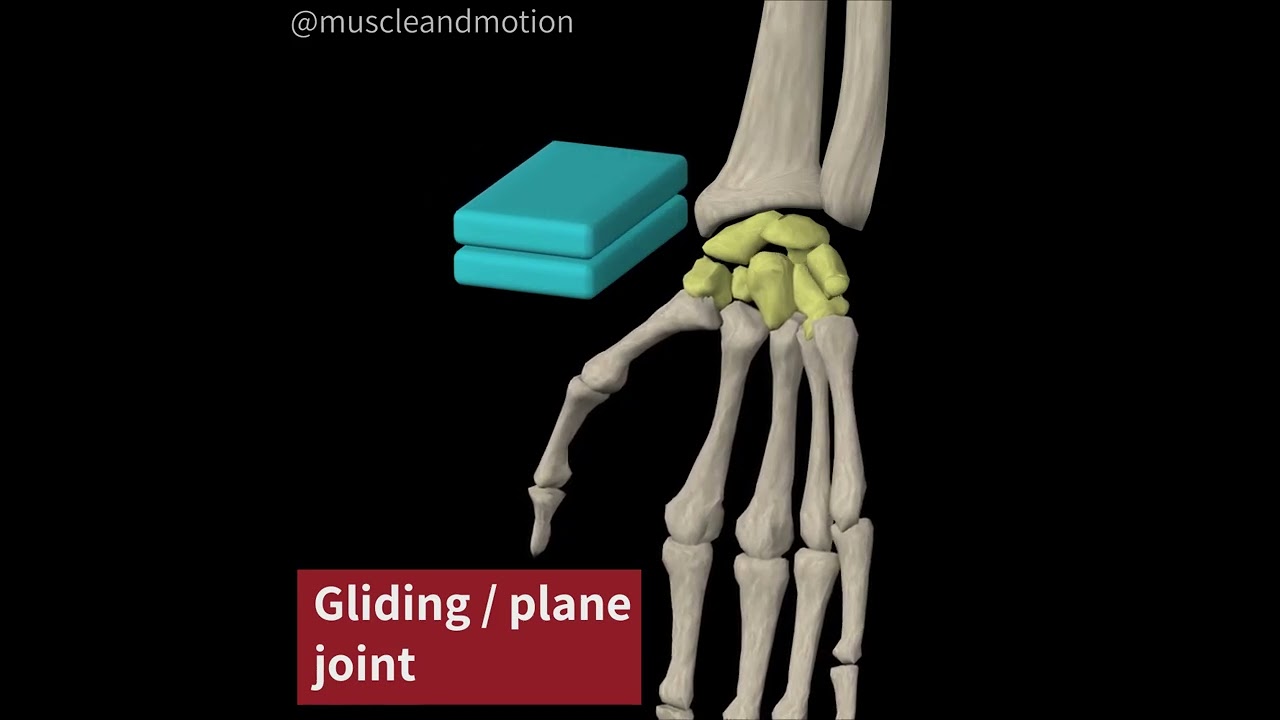 <p>joint between flat bones that glide over each other</p>