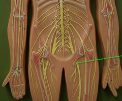 <p>bundled axons that form neural &quot;cables&quot; connecting the central nervous system with muscles, glands, and sense organs</p>
