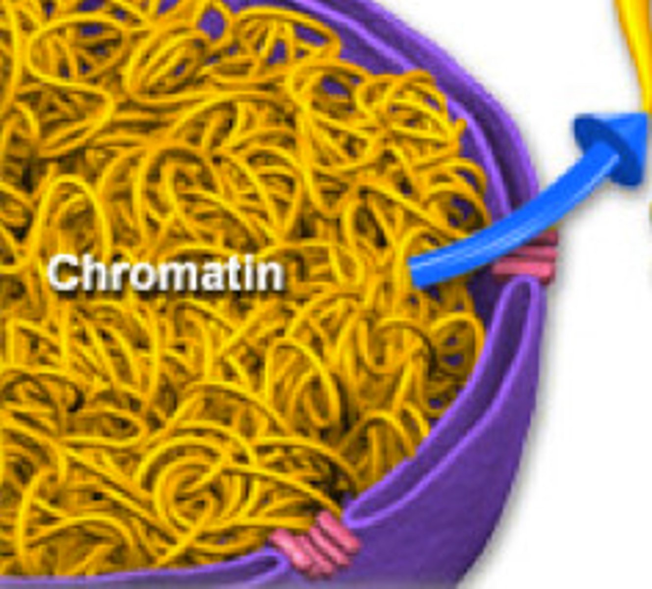 <p>The DNA found in the nucleus of a eukaryotic cell. When the cell is not dividing, chromatin exists as a mass of very long, thin fibers that are not visible with a light microscope.</p>