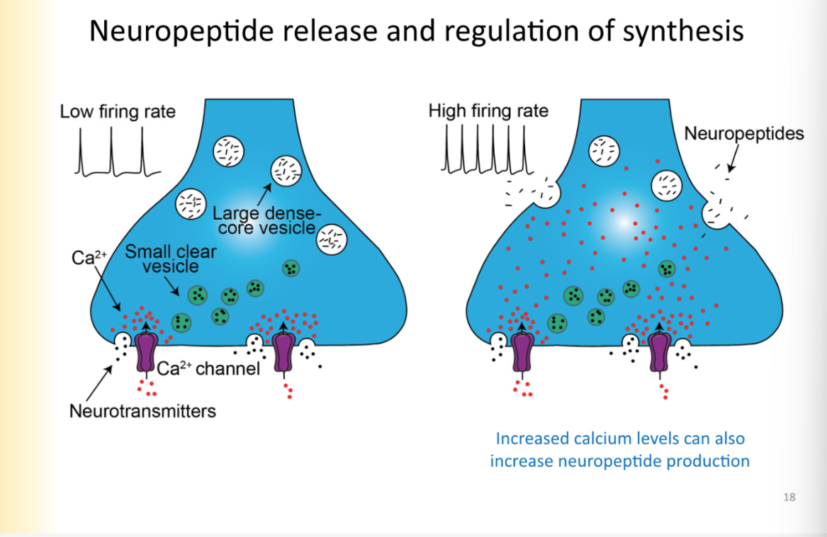<p>Dense core vesicles are not docked at active zone but instead released extrasynaptically</p><ul><li><p>require higher concentrations of ca2+ in the terminal to trigger NP’s to be released</p><ul><li><p>when there is low frequency activity- the ca2+ released in the presynaptic cell is quickly taken up by buffers and etc</p></li><li><p>it is not able to travel through the axon terminal</p></li><li><p>need high enough concentration that it can easily <strong>saturate buffers and diffuse to extra active zone locations of large dense core vesicles and trigger them to be released in areas outside of the active zone</strong></p><ul><li><p>this comes from high firing rate</p></li></ul></li></ul></li></ul><p>ALSO:</p><ul><li><p>increased ca2+ levels can also increase neuropeptide <strong>PRODUCTION</strong></p><ul><li><p>high frequency activity is when dense core vesicles will  be released, increase synthesis of peptides </p><ul><li><p>to produce more neuropeptide, signal has to get back to SOMA</p></li></ul></li></ul></li></ul>