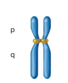 <p>Centromere is positioned slightly off center</p>