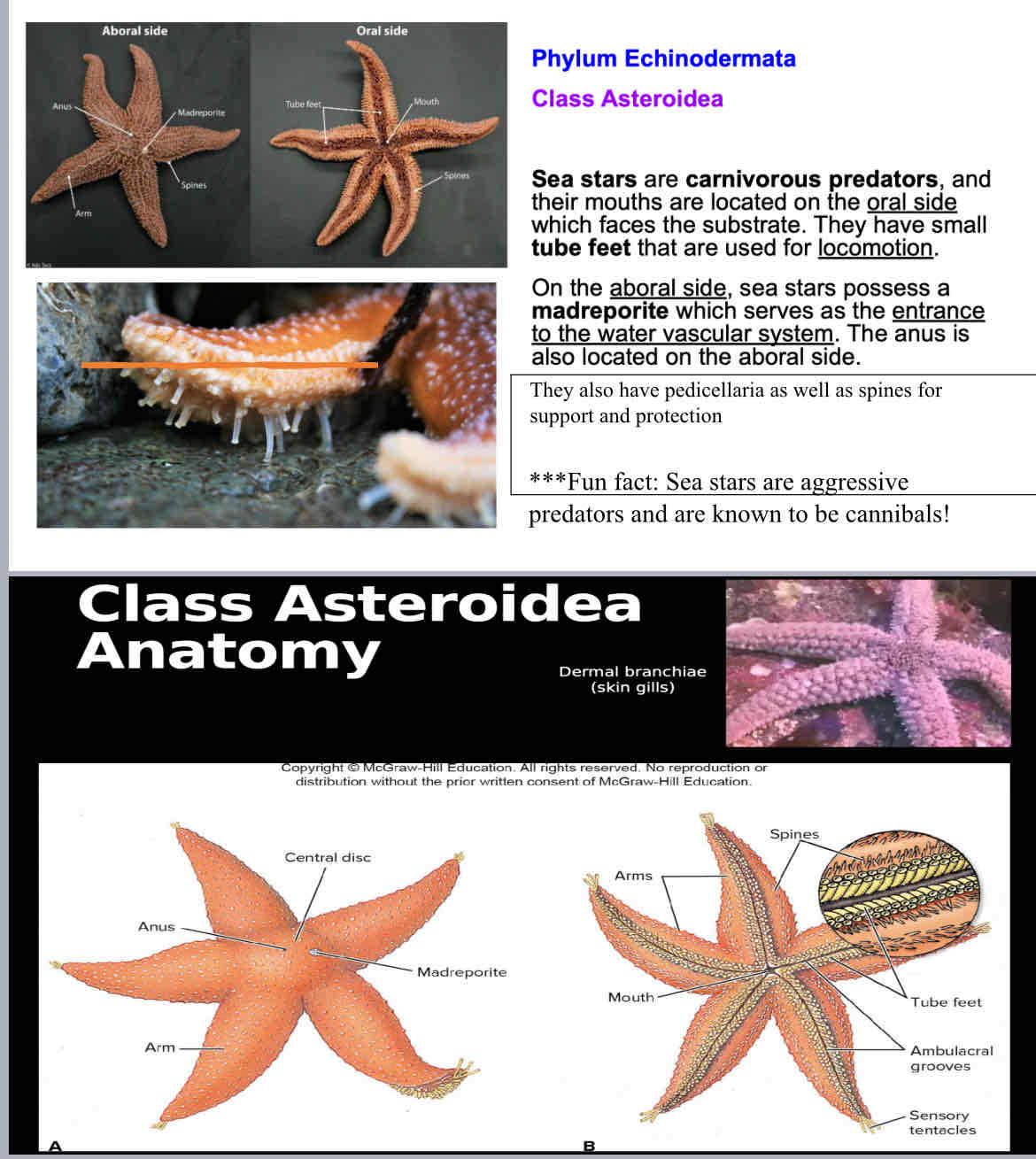 <p>Class Asteroida: sea stars</p>