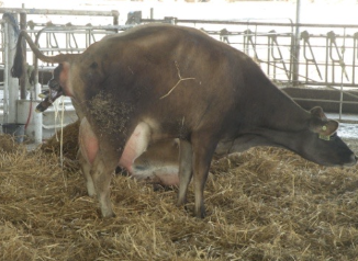 <p>around 10% from day 42-260 (decreases monthly with an increase during the last month of gestation)</p><p>4-5% are stillbirths</p>