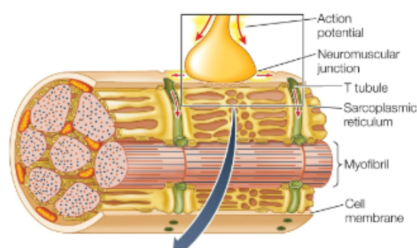 <p>deep in-folding of plasma membrane; action potential goes down this (gets AP to whole muscle fiber)</p>