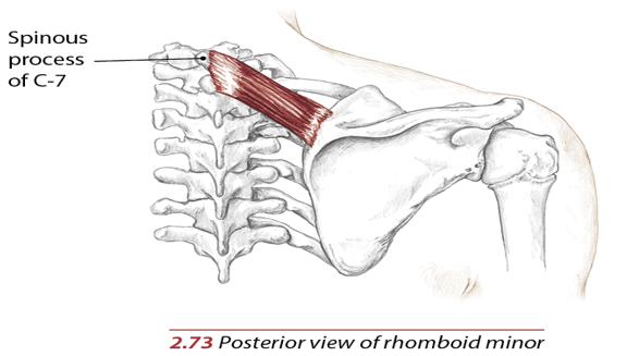 <p>Upper portion of medial border of the scapula, across from spine of the scapula</p>
