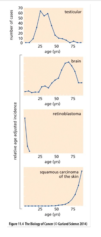 <ul><li><p class="Paragraph WhiteSpaceCollapse SCXP73011347 BCX0" style="text-align: left"><span>The age-dependent incidence rates of certain cancers differ dramatically from typical adult cancers​</span></p></li><li><p class="Paragraph WhiteSpaceCollapse SCXP73011347 BCX0" style="text-align: left"><span>Certain cancers clearly violate the trend shown in the previous figure​</span></p></li></ul><p></p>
