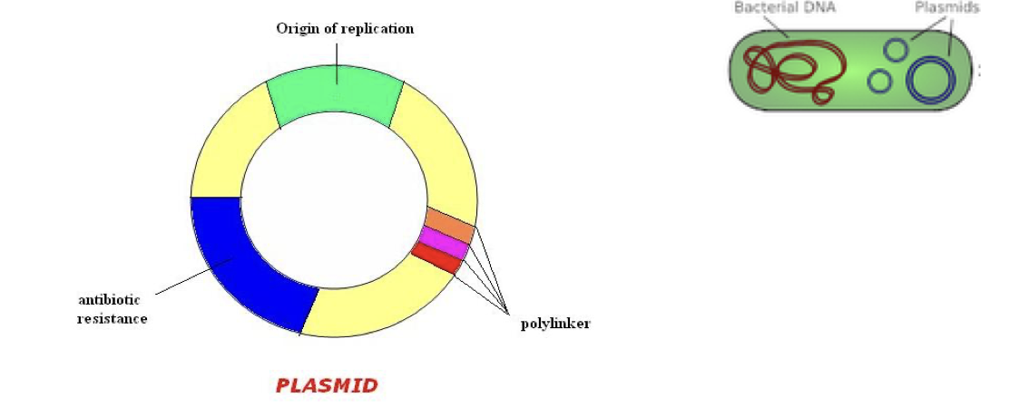 <ol><li><p>polylinker</p></li><li><p>orgin of replication</p></li><li><p>anti-biotic resistance</p></li></ol><p></p>