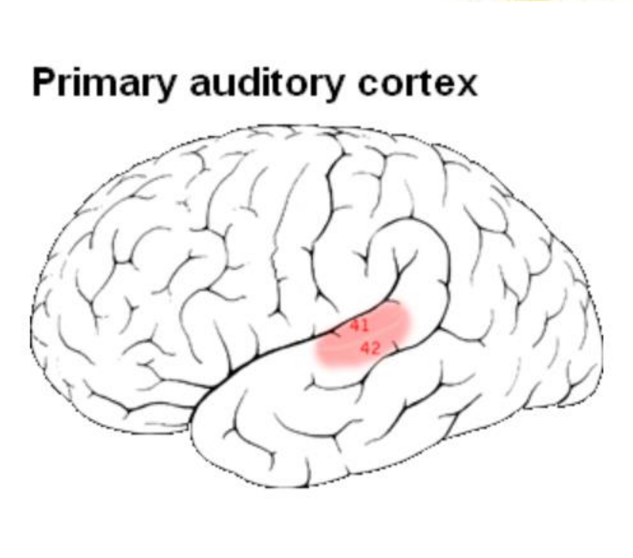 <p>Brodmann’s 41&42 (transverse temporal gyri)</p><p>thalamic afferents from the medial geniculate body</p><p>lesion: difficulty in interpreting or localizing a sound, but not deafness</p>