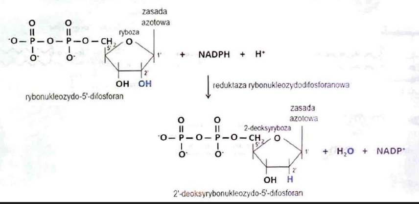 <p>reduktazę rybonukleozydodifosforanową</p>