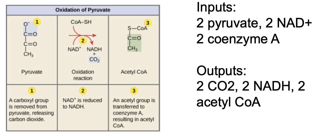 <ul><li><p><span>Occurs in </span><strong>mitochondrial matrix</strong><span> (eukaryotes).</span></p></li></ul><ul><li><p>Transformed into acetyl CoA, removing a carbon as CO2.</p></li><li><p>Consist of 3 steps </p><ul><li><p>Steps (per pyruvate):</p><ol><li><p>Remove CO₂ → 2-carbon fragment remains.</p></li><li><p>Oxidize fragment; reduce NAD⁺ → NADH.</p></li><li><p>Attach Coenzyme A → <strong>Acetyl CoA</strong> (2 C).</p></li></ol></li></ul></li><li><p><span>Per glucose: 2 CO₂ + 2 NADH + 2 acetyl CoA.</span></p></li></ul><p></p>