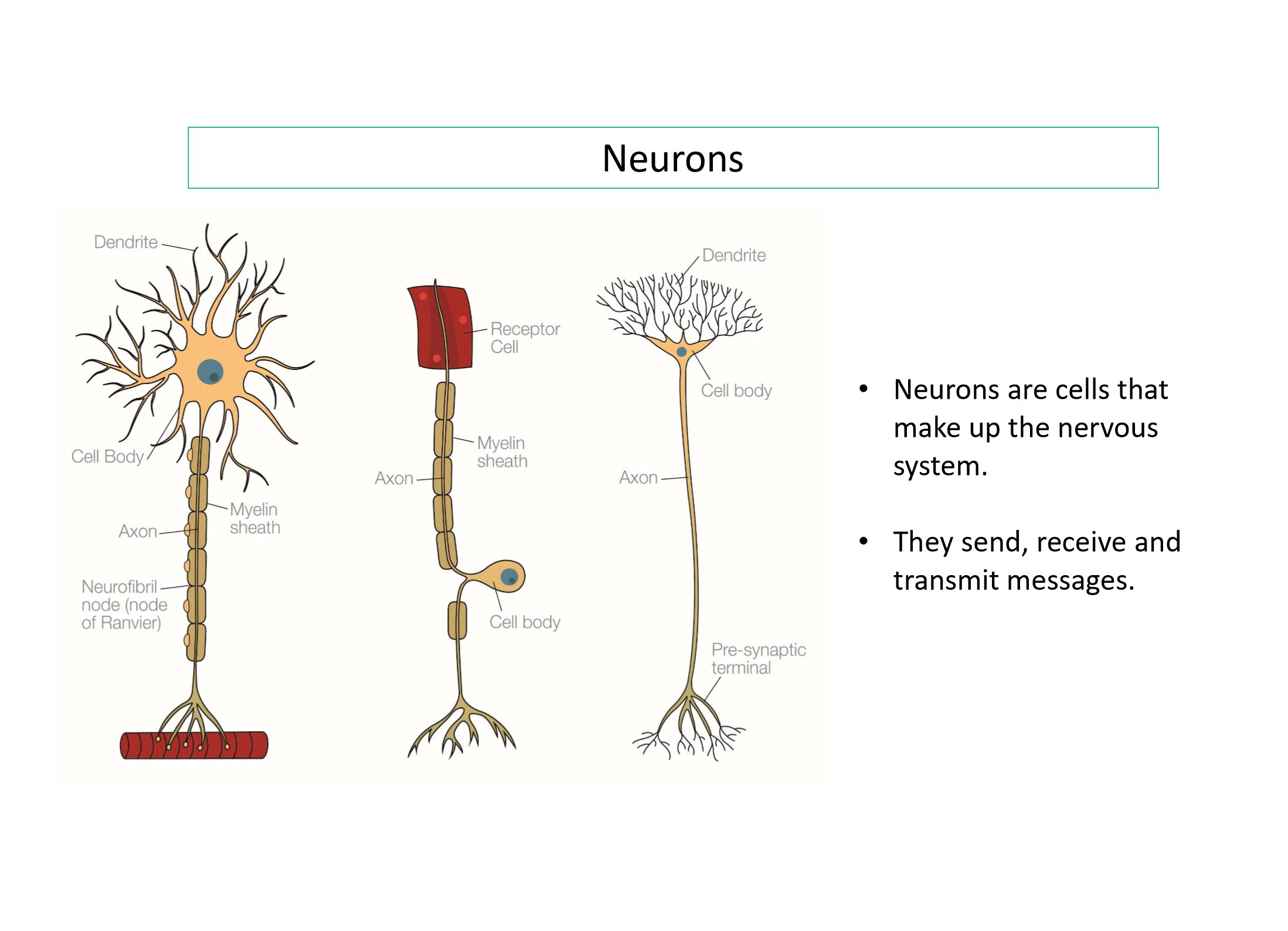 <ul><li><p><span>Sensory neurons have myelin sheath to speed up transmission of action potential whereas relay neurons do not</span></p></li><li><p><span>Sensory neurons are found in receptor cells in the ears, eyes etc and translate nerve impulses into sensations however relay neurons are found in between sensory and motor allowing them to communicate</span></p></li><li><p><span>Sensory neuron transmits messages from PNS to CNS where messages reach brain and spinal cord whereas motor neurons transmit messages from CNS where they are located to muscles to trigger the response</span></p></li></ul><p></p>
