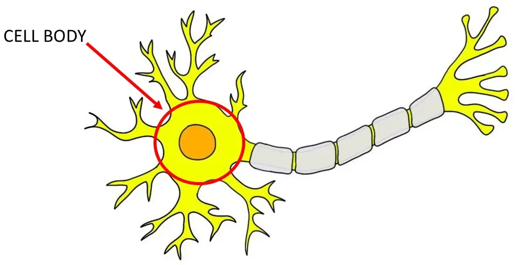 <p>the spherical part of the neuron that contains the nucleus and organelles necessary for cell function</p><p>function: integrates inputs from dendrites</p>