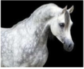 <p>What breed is this?</p>