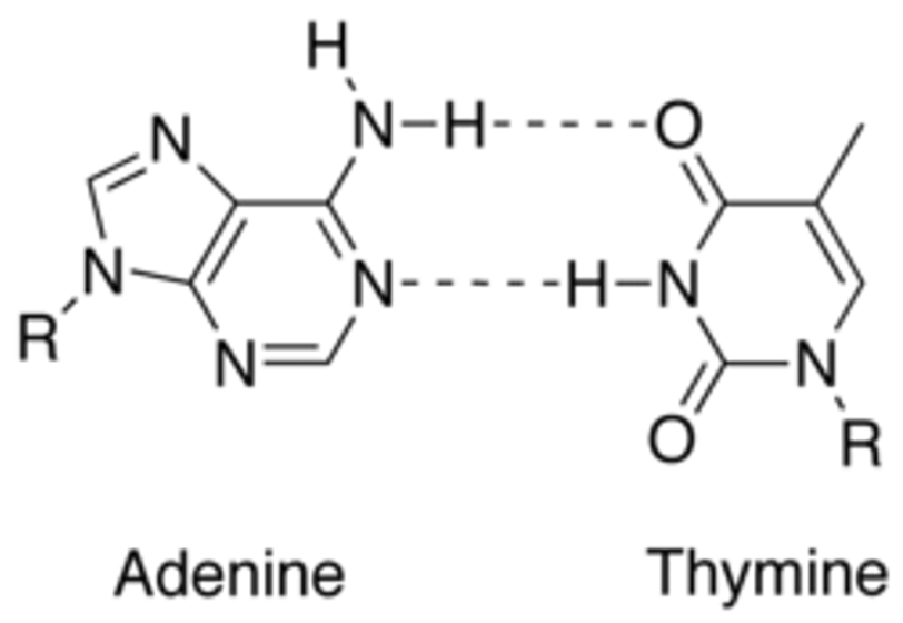 <p>DNA complementary base pairing </p>