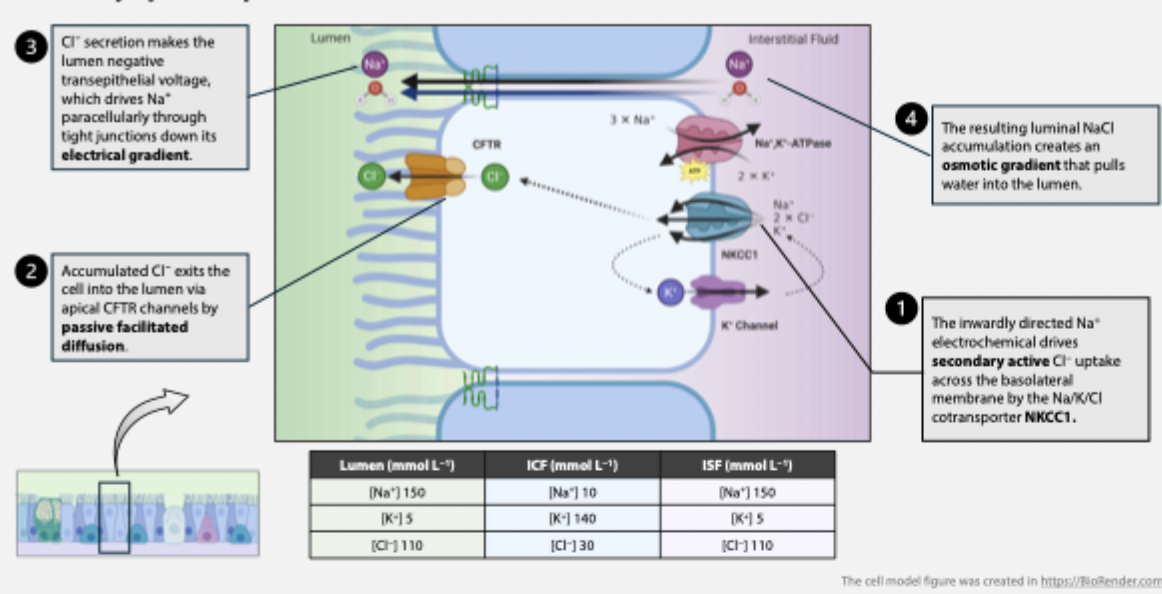 knowt flashcard image