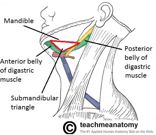 <p>Define the boundaries of trigonum submandibulare:</p><p>A. <strong>posterior bellies of digastric m.</strong></p><p>B. <strong>anterior bellies of digastric m.</strong></p><p>C. <strong>mandible</strong></p>