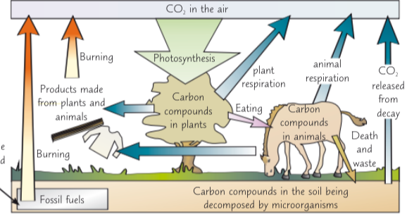 <ol><li><p>whole thing is powered by <strong>photosynthesis </strong>where green plants and algae take in the carbon dioxide from the atmosphere to make carbohydrates, fats and proteins</p></li><li><p> can then be passed on to <strong>animals</strong> by<strong> eating</strong> plants which passes the carbon compounds along to them</p></li><li><p><strong>c02 is released</strong> into the atmosphere  by plant and animal <strong>respiration </strong></p></li><li><p> plants and animals die and decompose they are broken down by <strong>decomposers</strong> which <strong>release co2 </strong>back into the air through <strong>respiration</strong></p></li><li><p>plant and animal products (e.g. wood and fossil furls) are burnt (<strong>combustion</strong>) which <strong>releases co2 </strong>back into the air</p></li></ol>