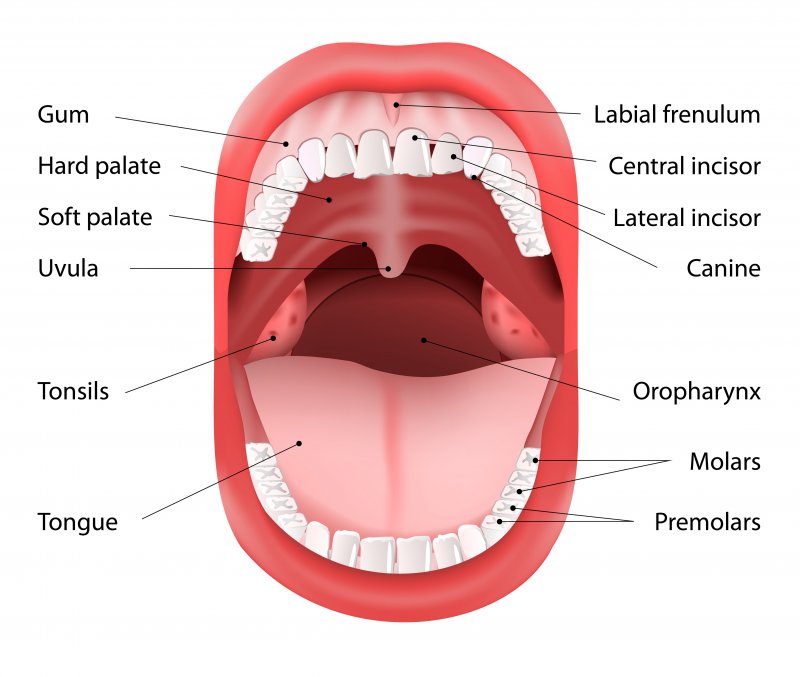 <p>anterior; Referring to the mouth or the mouth-related structures.</p>
