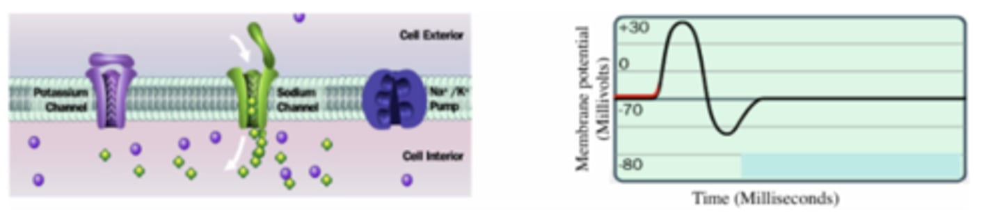 <p>stimulation -&gt; depolarization</p><p>- the neuron is activated by a stimulus of appropriate intensity (threshold stimulus: around -55 mV)</p><p>- sodium gates open in the membrane and Na+ ions moves into the cell (sodium influx), down their concentration gradient</p><p>- potassium gates are closed</p><p>- the interior of the cell becomes less negative, and eventually becomes positive (+) (depolarization)</p>