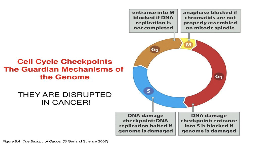 <p>Without checkpoints during the cell cycle, what might happen?</p>