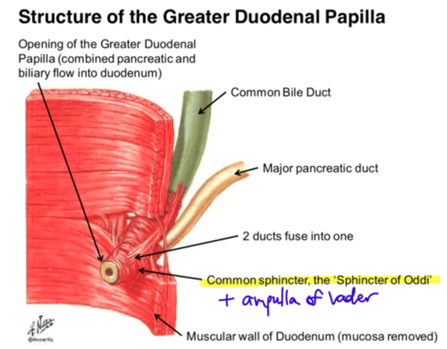 <p>in descending duodenum, receives bile from common bile duct &amp; enzymes from pancreatic duct; sphincter of Oddi</p>