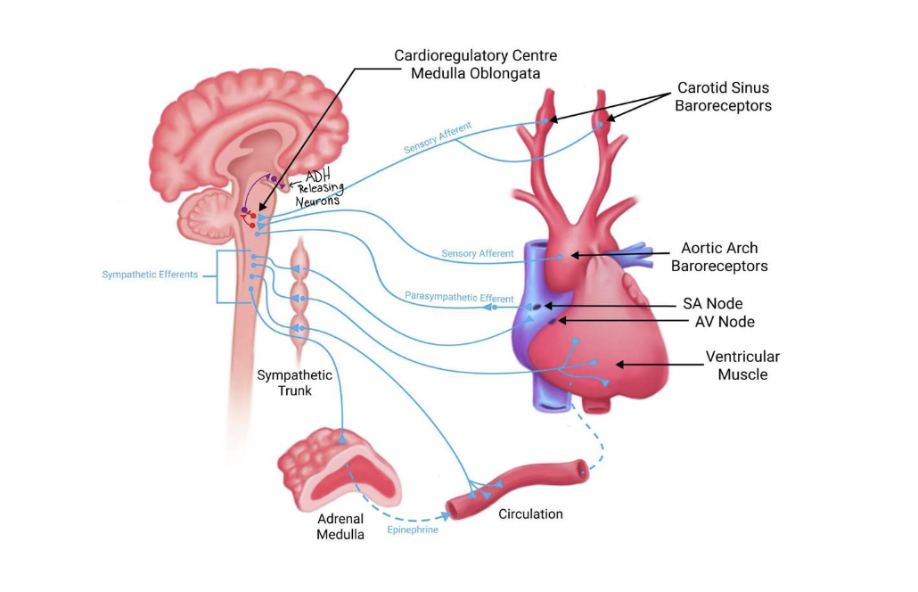 <ol><li><p><strong>Baroreceptors</strong> - These sensory receptors are located in the aortic arch and in the carotid sinus. At a "normal" blood pressure, these receptors are sending action potentials to the brain; specifically the cardiovascular centre found within the medulla oblongata. When blood pressure decreases, then less action potentials are sent to the brain, and conversely, when blood pressure increases, more action potentials are sent to the brain.</p></li><li><p>2</p><p><strong>Osmoreceptors - </strong>These sensory receptors are located in the brain, within the hypothalamus and also nearby the hypothalamus. The osmoreceptors send more action potentials to the other neurons they are connected to when plasma osmolarity is increased. Conversely, when plasma osmolarity is decreased, they send less action potentials.</p></li></ol><p><strong>Baroreceptors</strong></p><p>Recall from the cardiovascular section of this course, that you have learned about baroreceptors. In addition to how baroreceptors work in the baroreceptor reflex to change heart rate and blood vessel diameter, these mechanical sensors also <span style="font-size: inherit"><strong>connect </strong></span>to the <span style="font-size: inherit"><strong>hypothalamus</strong></span> to stimulate the release of ADH from the posterior pituitary. When blood pressure is lower than normal, this results in ADH release from these neurons,&nbsp;into the blood.</p><p><strong>Osmoreceptors</strong></p><p><span style="font-size: inherit">ADH is triggered for release also when plasma osmolarity is higher than normal. Osmoreceptors near and in the hypothalamus region of the brain can detect these osmolarity changes. Osmoreceptors are sensory neurons that will change in volume, resulting in the generation of action potentials.&nbsp;If the cell body of the osmoreceptor&nbsp;reduces in volume, also called shrinking or shrivelling, action potentials occur within the neuron and excitatory neurotransmitters are released.&nbsp;Osmoreceptors synapse on the neuroendocrine cells that make ADH, causing release of ADH from the posterior pituitary.</span></p><ul><li><p>Low Plasma Osmolarity</p><p>When the plasma osmolarity is lower than normal, water moves into the osmoreceptor and causes the cell body to swell. No action potentials are generated in the osmoreceptor when low plasma osmolarity is detected.</p></li><li><p>Neuroendocrine Cell Not Activated</p><p>No excitatory neurotransmitter is released onto the neuroendocrine cell and therefore no action potential is generated.</p></li><li><p>Axon Terminal</p><p>Although ADH is stored within the axon terminals found within the posterior pituitary, the hormone is not released since there is no action potential.</p></li><li><p>No ADH released</p><p>Low plasma osmolarity results in no ADH being released into the blood.</p></li><li><p>High Plasma Osmolarity</p><p>When the plasma osmolarity is higher than normal, water moves out of&nbsp;the osmoreceptor and causes the cell body to shrivel. Action potentials are generated in the osmoreceptor.</p></li></ul><p></p>
