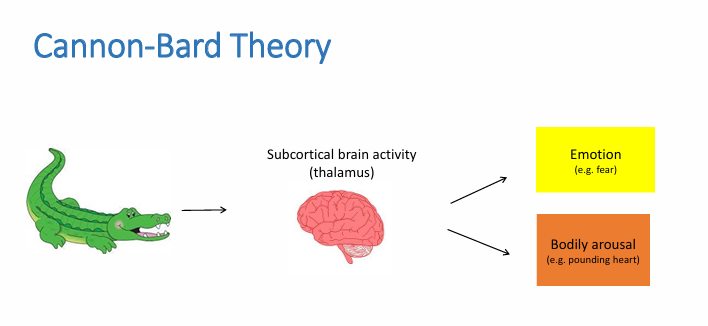 <p>Cannon (1927) or Cannon-Bard Theory</p><p>—&gt; proposed that emotional stimuli are processed in the brain, which then separately generates bodily responses and feelings</p><p>Suggests that the emotion and bodily arousal happens <strong>simultaneously</strong>!!</p><ul><li><p>Timing - it takes too long</p></li><li><p>Not distinctive</p><ul><li><p>similar visceral responses —&gt; different emotions</p></li><li><p>Physiological arousal does not invariably product emotion (I.e. exercise)</p></li><li><p>Adrenaline injections —&gt; no change, or ‘as-if’ emotional experience</p></li><li><p>Severed afferent nerves from sympathetic NS —&gt; emotions present</p></li></ul></li><li><p>Two separate paths (physiological/experiential)</p></li></ul><p></p>