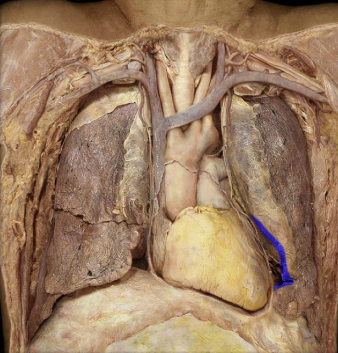 What structure is highlighted in blue?